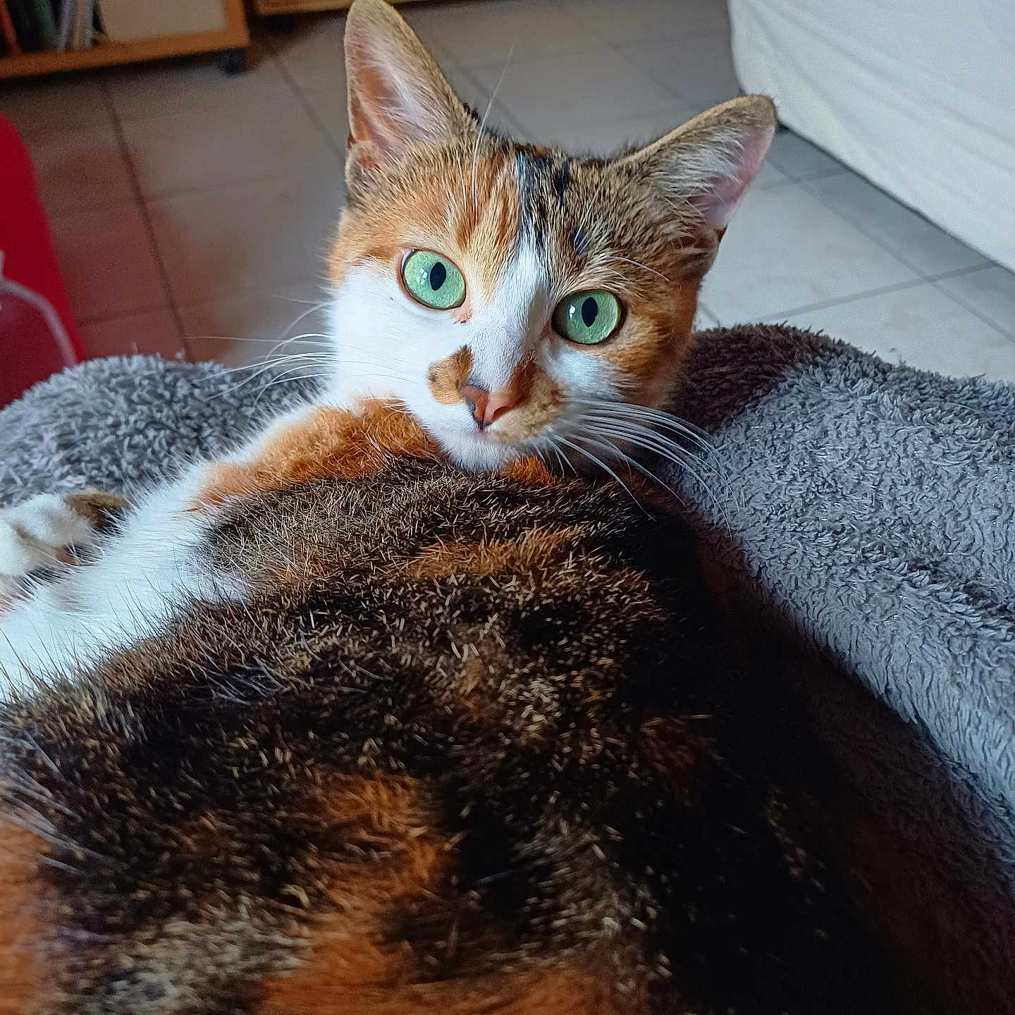 Torvy a rejoint le concours — aidez-le/la à gagner de superbes lots ! animal, blanket, calico_cat, cat, close_up, comfort, cozy, ears, feline, floor, fur, furniture, green_eyes, indoor, looking_at_camera, nose, pet, relaxed, resting, whiskers