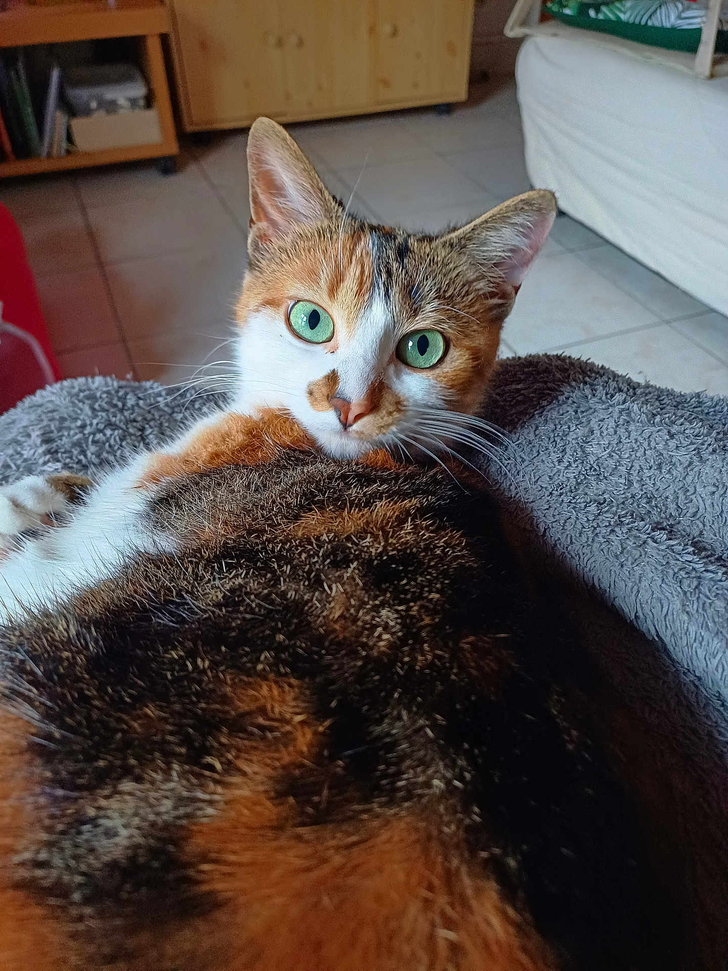 Torvy a rejoint le concours — aidez-le/la à gagner de superbes lots ! cat, calico_cat, green_eyes, fur, whiskers, indoor, blanket, cozy, relaxed, pet, animal, feline, close_up, looking_at_camera, floor, furniture, ears, nose, comfort, resting