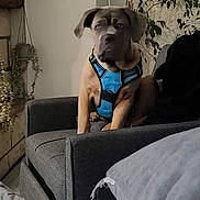 Noupy participe au concours pour gagner de l'argent avec cette photo : dog, blue_harness, couch, living_room, plant, wallpaper, gray_furniture, indoor, pet, canine, seat, decor, houseplant, fur, animal, companion, domestic, relaxed, home, casual