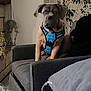 dog, blue_harness, couch, living_room, plant, wallpaper, gray_furniture, indoor, pet, canine, seat, decor, houseplant, fur, animal, companion, domestic, relaxed, home, casual