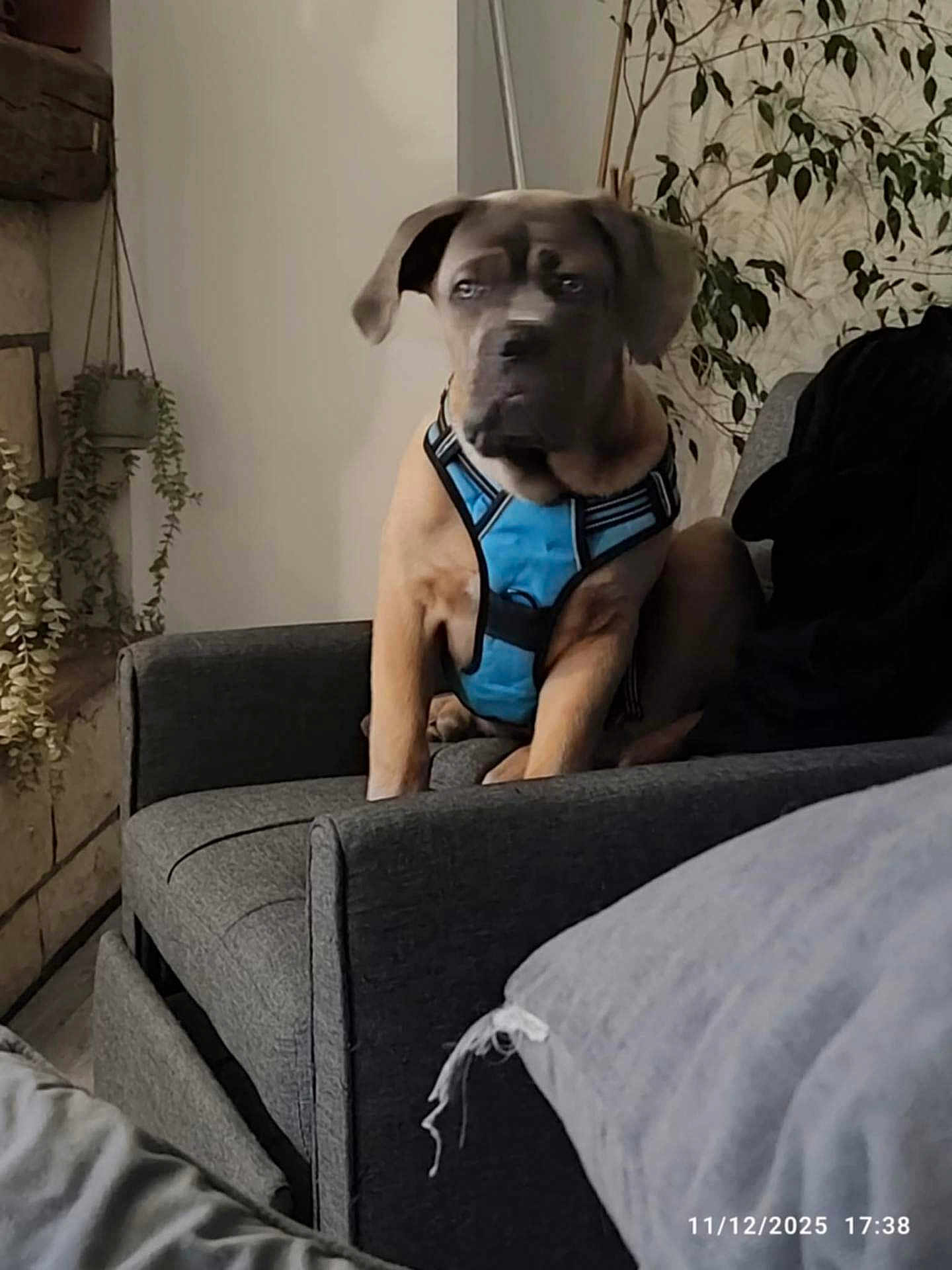 Noupy participe au concours pour gagner de l'argent avec cette photo : dog, blue_harness, couch, living_room, plant, wallpaper, gray_furniture, indoor, pet, canine, seat, decor, houseplant, fur, animal, companion, domestic, relaxed, home, casual