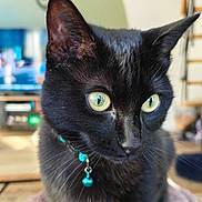 Bagheera participe au concours pour gagner de l'argent avec cette photo : animal, background_blur, bell, black_cat, close_up, collar, curious, cute, domestic_cat, feline, focused, fur, green_eyes, house_pet, indoor, pet, portrait, soft_light, tabby, whiskers