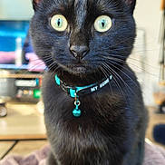 Bagheera participe au concours pour gagner de l'argent avec cette photo : black_cat, cat, close_up, green_eyes, collar, bell, pet, indoor, feline, whiskers, fur, domestic_animal, curious, animal_portrait, soft_focus, blurred_background, cute, alert, sitting, household