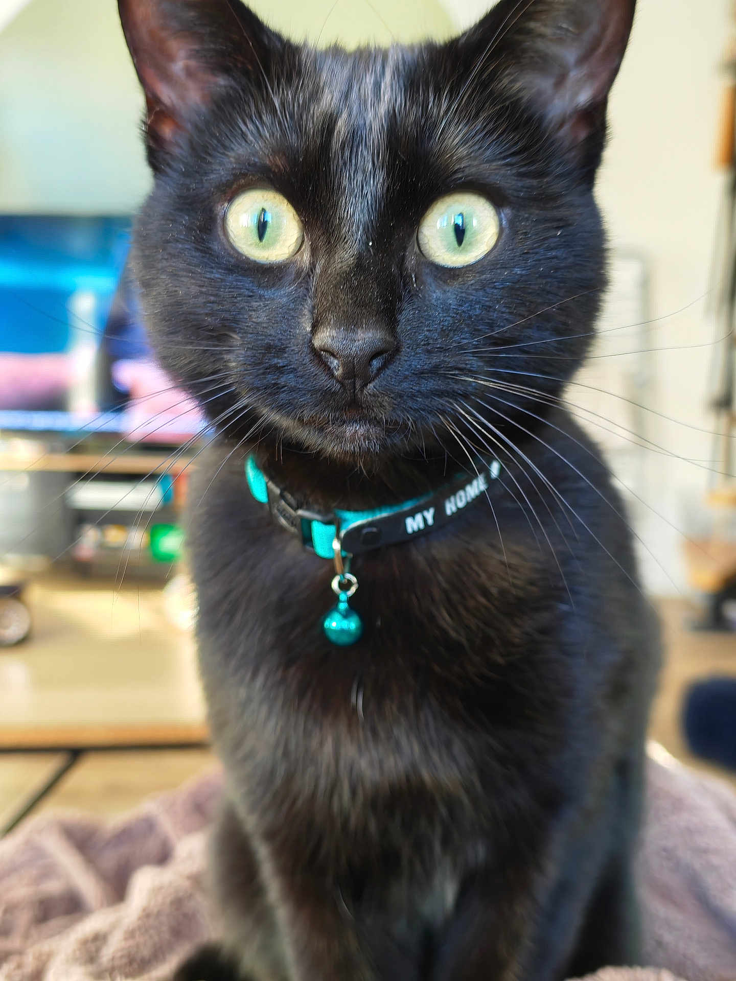 Bagheera participe au concours pour gagner de l'argent avec cette photo : black_cat, cat, close_up, green_eyes, collar, bell, pet, indoor, feline, whiskers, fur, domestic_animal, curious, animal_portrait, soft_focus, blurred_background, cute, alert, sitting, household