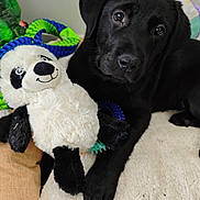 Aïko a rejoint le concours — aidez-le/la à gagner de superbes lots ! black_labrador, puppy, dog, stuffed_toy, panda, plush, blanket, cozy, indoor, pet, animal, cute, young_dog, fur, sleepy, playful, comfort, soft, toy, companionship