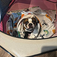 Mocha is registered to the contest to win money with this photo: dog, blanket, playpen, brown, white, floor, wood, pet, cute, indoor, looking_up, wrapped, cozy, canine, fur, snug, collar, toy, patterned_blanket, pink