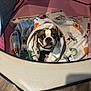 dog, blanket, playpen, brown, white, floor, wood, pet, cute, indoor, looking_up, wrapped, cozy, canine, fur, snug, collar, toy, patterned_blanket, pink