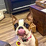 Mocha is registered to the contest to win money with this photo: dog, boston_terrier, pet, tongue_out, collar, indoor, living_room, wooden_floor, furniture, cute, animal, canine, playful, domestic, mammal, house, brown_and_white, small_dog, looking_up, happy