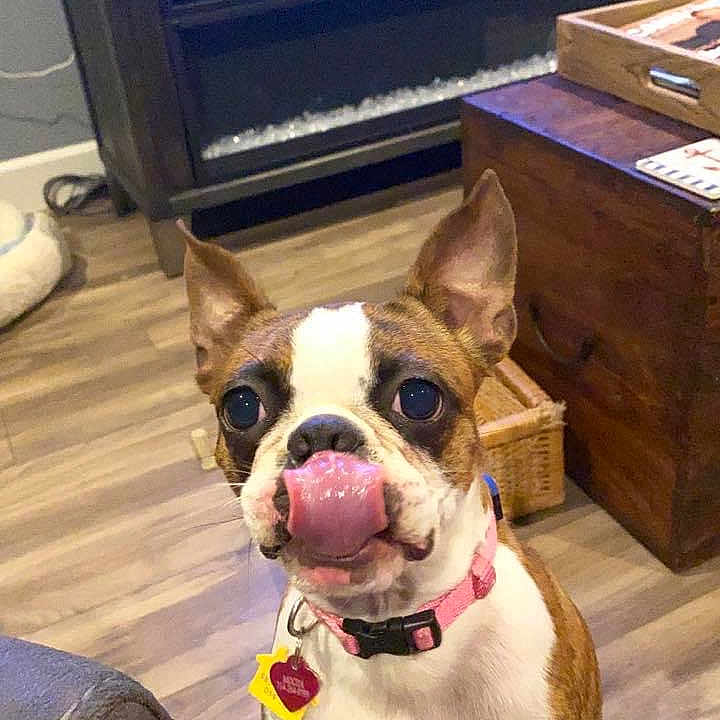 Mocha is registered to the contest to win money with this photo: animal, boston_terrier, brown_and_white, canine, collar, cute, dog, domestic, furniture, happy, house, indoor, living_room, looking_up, mammal, pet, playful, small_dog, tongue_out, wooden_floor