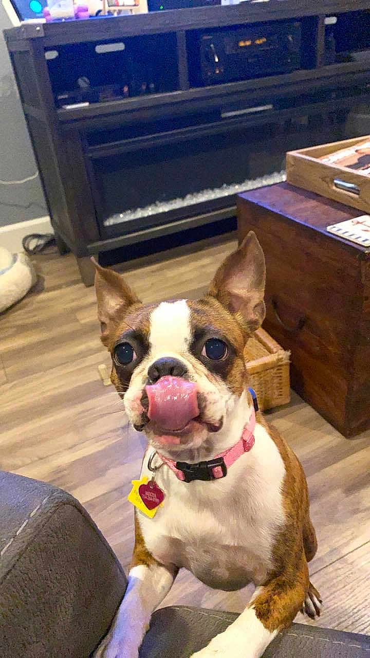 Mocha is registered to the contest to win money with this photo: dog, boston_terrier, pet, tongue_out, collar, indoor, living_room, wooden_floor, furniture, cute, animal, canine, playful, domestic, mammal, house, brown_and_white, small_dog, looking_up, happy