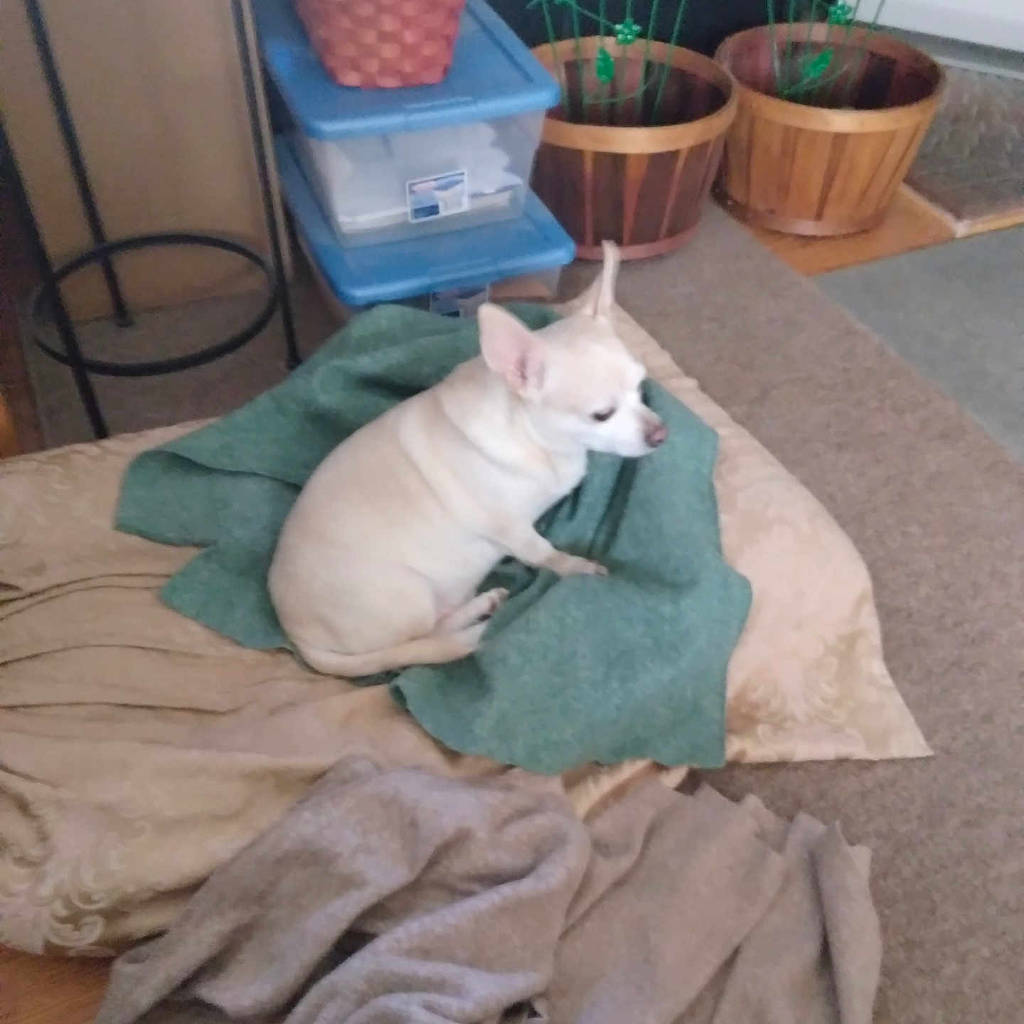 Chico joined the competition — help win amazing prizes! animal, blanket, carpet, chihuahua, comfort, cozy, cushion, dog, domestic, floor, furniture, home, indoor, pet, plant, pot, relaxing, resting, small_dog, white_dog