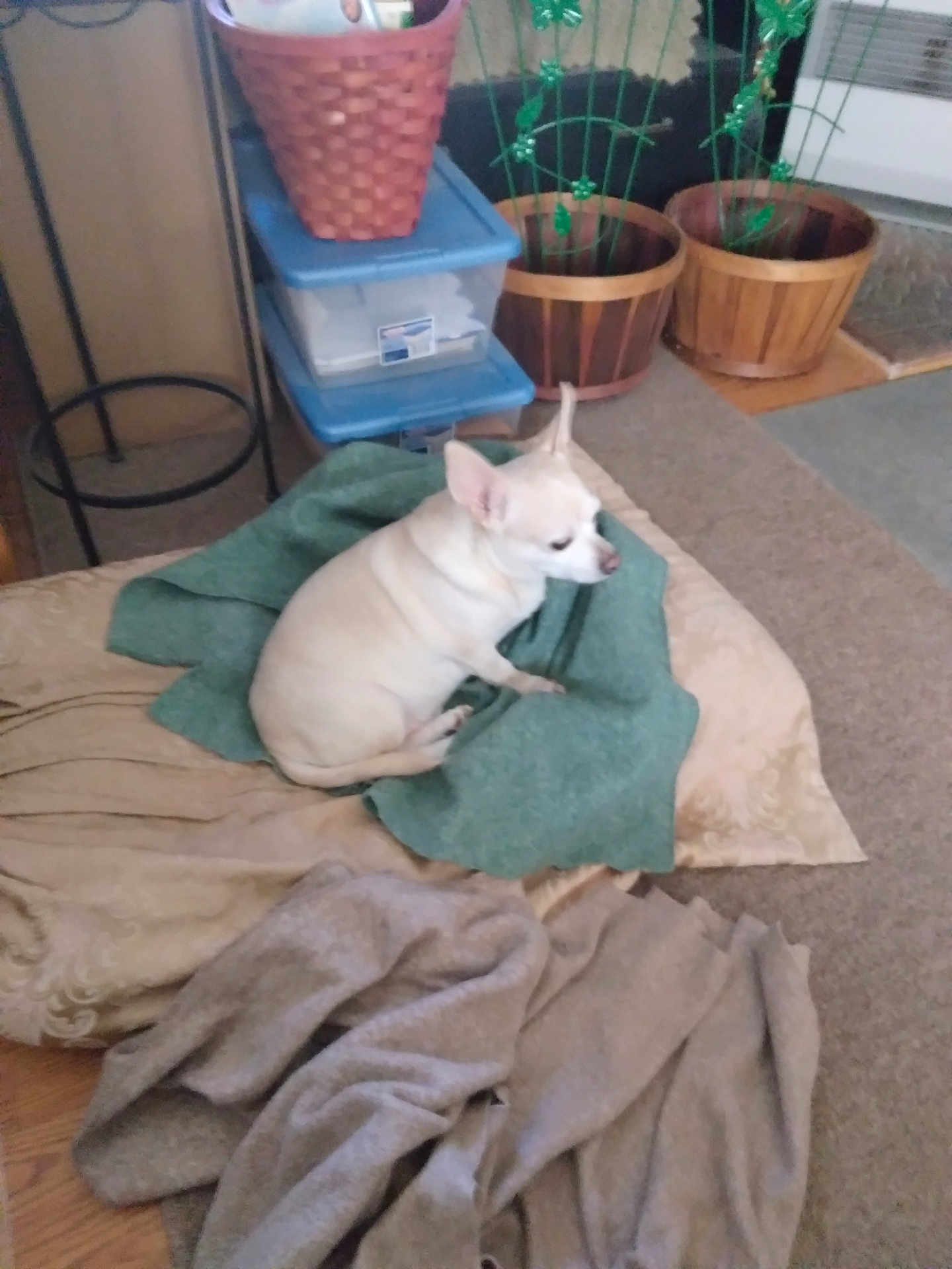 Chico joined the competition — help win amazing prizes! dog, chihuahua, blanket, cushion, indoor, plant, pot, floor, carpet, furniture, small_dog, resting, cozy, home, animal, pet, white_dog, relaxing, domestic, comfort