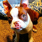 Neville is registered to the contest to win money with this photo: puppy, dog, pet, brown_and_white, ears, carpet, indoor, cute, animal, face, eyes, nose, tongue, close_up, sitting, fur, companion, domestic_animal, young, mammal
