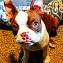 puppy, dog, pet, brown_and_white, ears, carpet, indoor, cute, animal, face, eyes, nose, tongue, close_up, sitting, fur, companion, domestic_animal, young, mammal