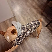 Rocky joined the competition — help win amazing prizes! dog, small_dog, tan_dog, plaid_shirt, clothing, standing, indoor, floor, wood_floor, hallway, human_hand, pet, animal, short_hair, pointed_ears, collar, motion_blur, candid, home, playful
