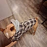 dog, small_dog, tan_dog, plaid_shirt, clothing, standing, indoor, floor, wood_floor, hallway, human_hand, pet, animal, short_hair, pointed_ears, collar, motion_blur, candid, home, playful