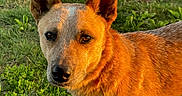 Rocky is registered to the contest to win money with this photo: dog, canine, standing, outdoors, grass, field, animal, pet, portrait, short_hair, pointed_ears, upright_ears, brown_fur, tan_fur, black_nose, dark_eyes, sunlight, golden_hour, nature, close_up