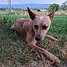 Rocky joined the competition — help win amazing prizes! dog, canine, pet, lying_down, grass, field, outdoor, rural, farm, mountains, blue_sky, landscape, pointed_ears, short_hair, brown_dog, animal_portrait, utility_poles, fence, buildings, nature
