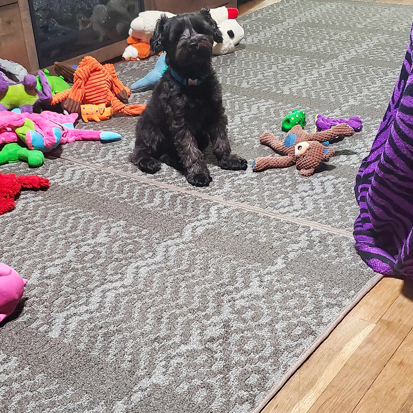 Dunken Dundee is registered to the contest to win money with this photo: animal, ball, canine, dog, football, homedecor, indoors, interiordesign, pet, plush, poodle, puppy, rug, soccer, soccerball, sport, teddybear, terrier, toy, wood