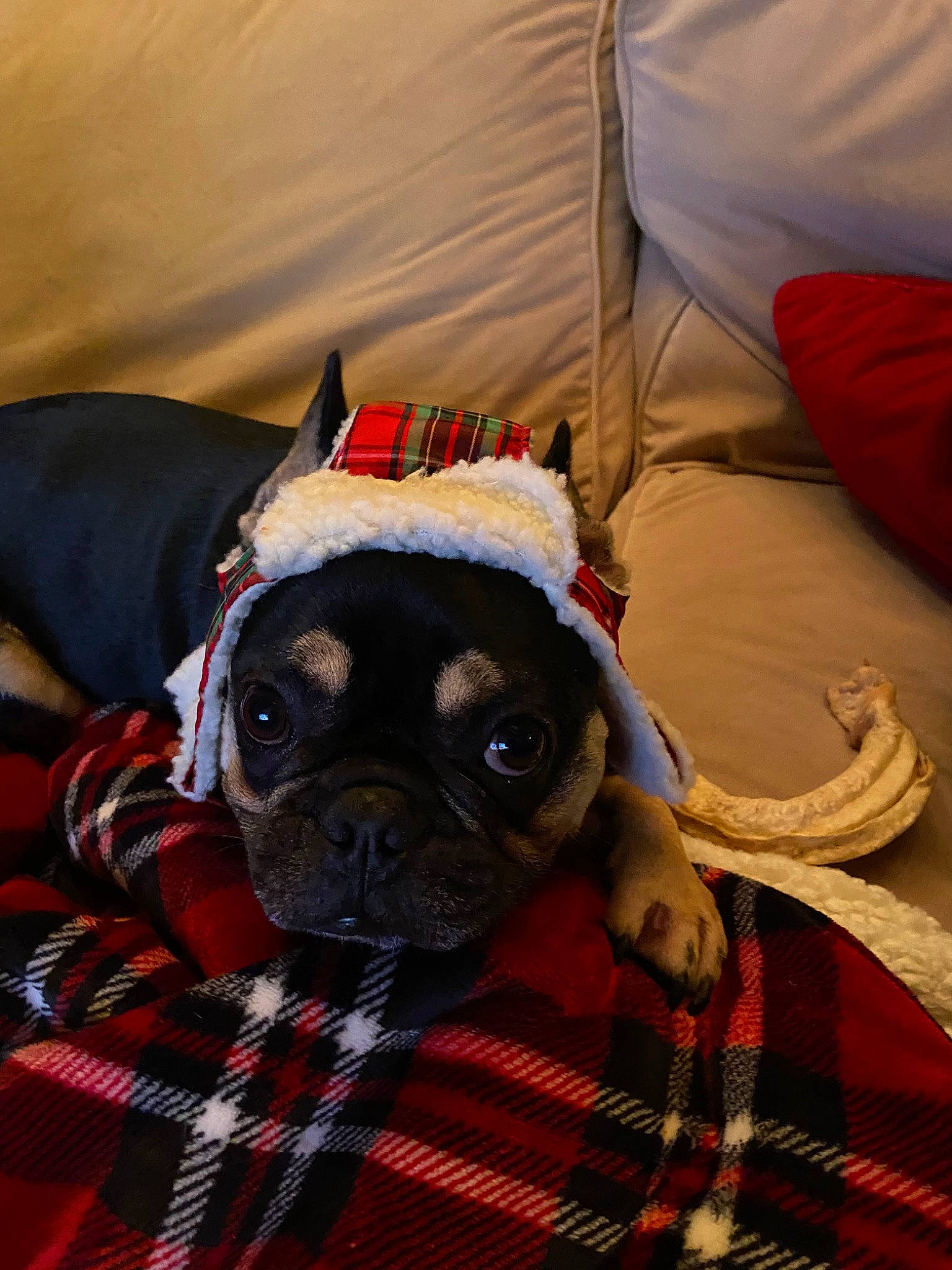 Whiskey joined the competition — help win amazing prizes! canidae, carnivore, christmas, christmas_eve, companion_dog, dog, dog_breed, dog_clothes, fawn, mammal, pattern, plaid, pug, puggle, puppy, snout, tartan, toy_dog