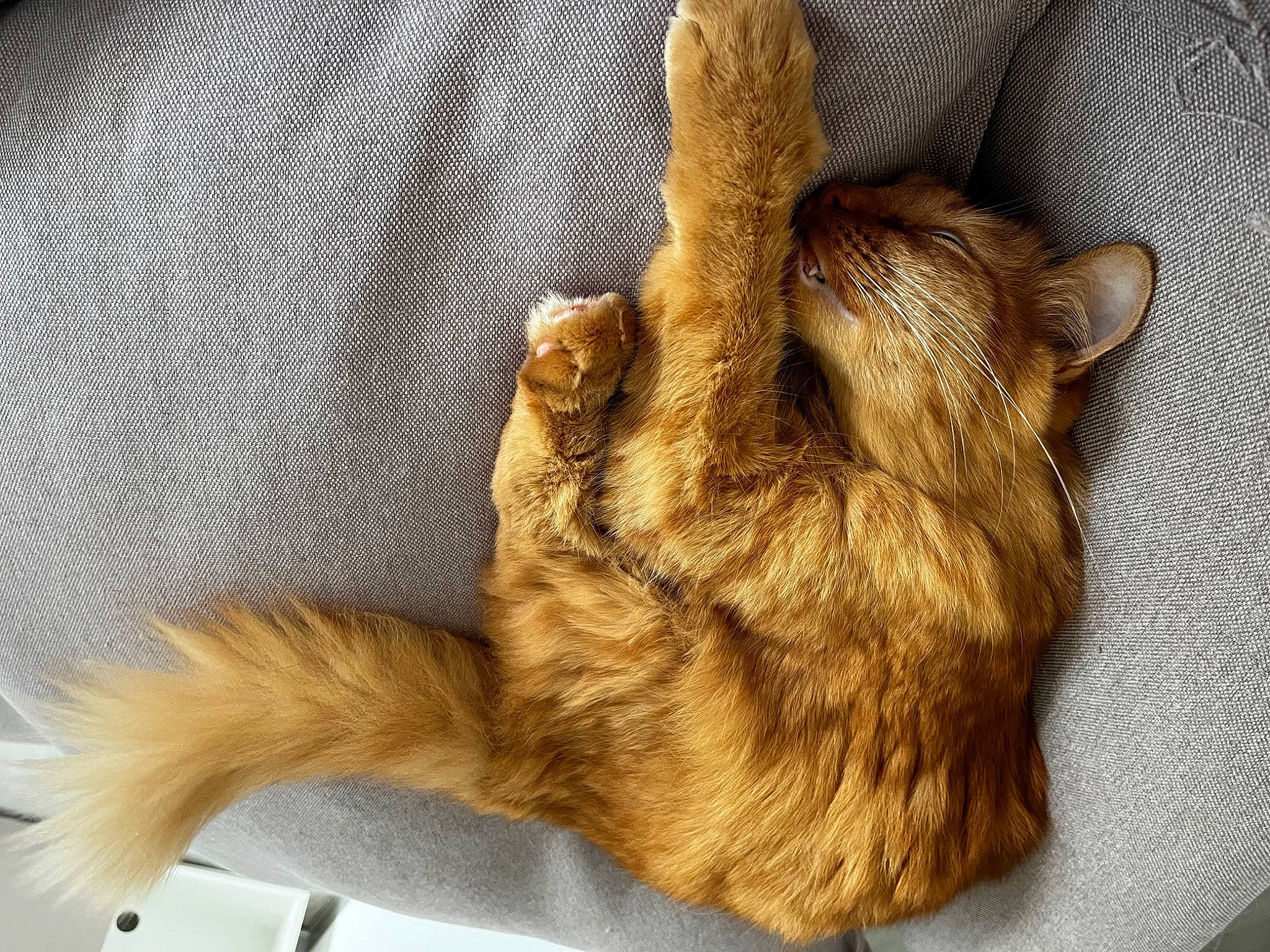 Marcel a rejoint le concours — aidez-le/la à gagner de superbes lots ! carnivore, cat, cat_supply, claw, comfort, domestic_short_haired_cat, fawn, felidae, fur, gesture, nap, paw, sleep, small_to_medium_sized_cats, tail, terrestrial_animal, whiskers, wildlife, wood