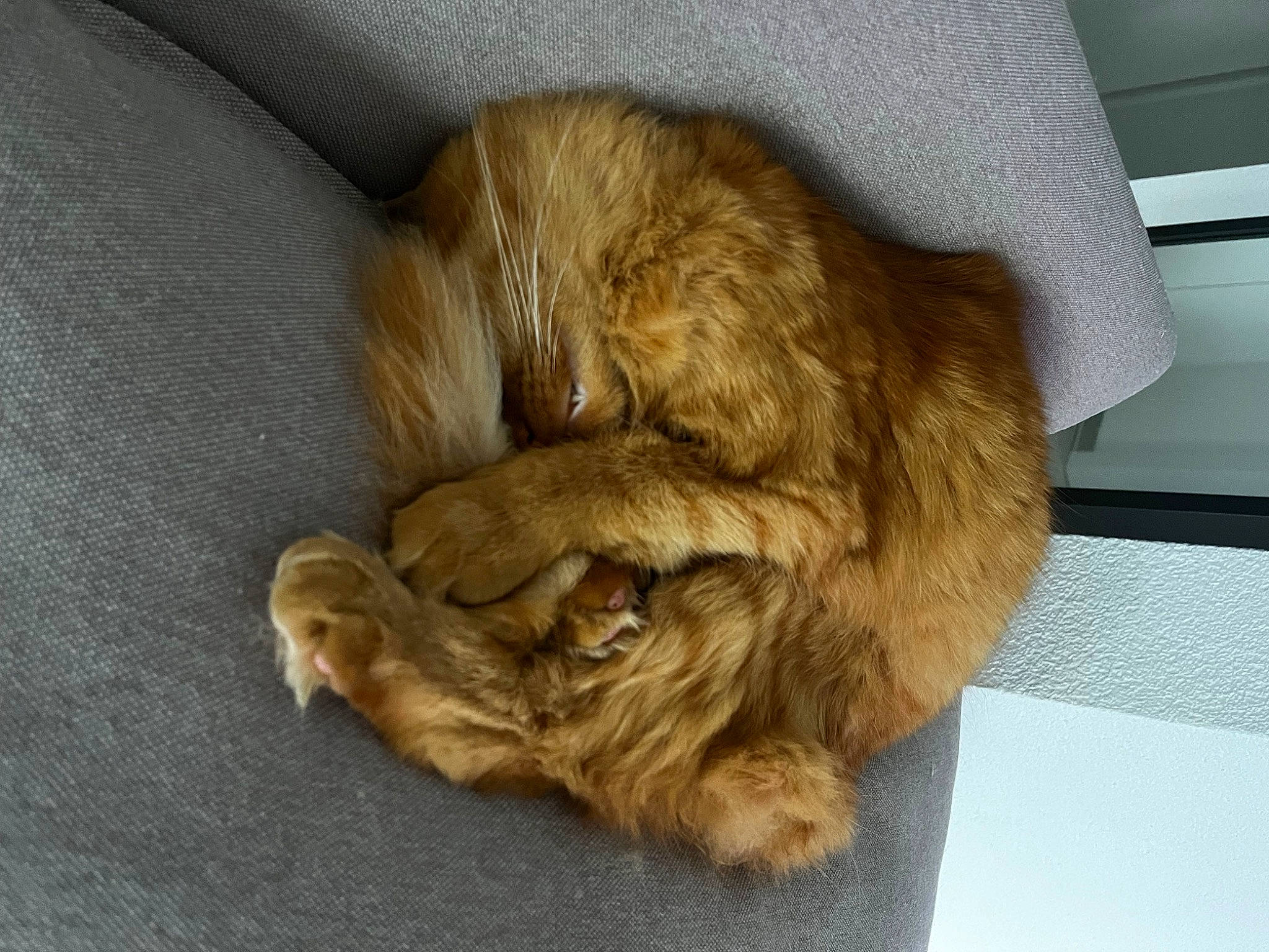 Marcel a rejoint le concours — aidez-le/la à gagner de superbes lots ! carnivore, cat, claw, comfort, companion_dog, dog_breed, fawn, felidae, fur, liver, nap, natural_material, paw, small_to_medium_sized_cats, sporting_group, tail, terrestrial_animal, whiskers