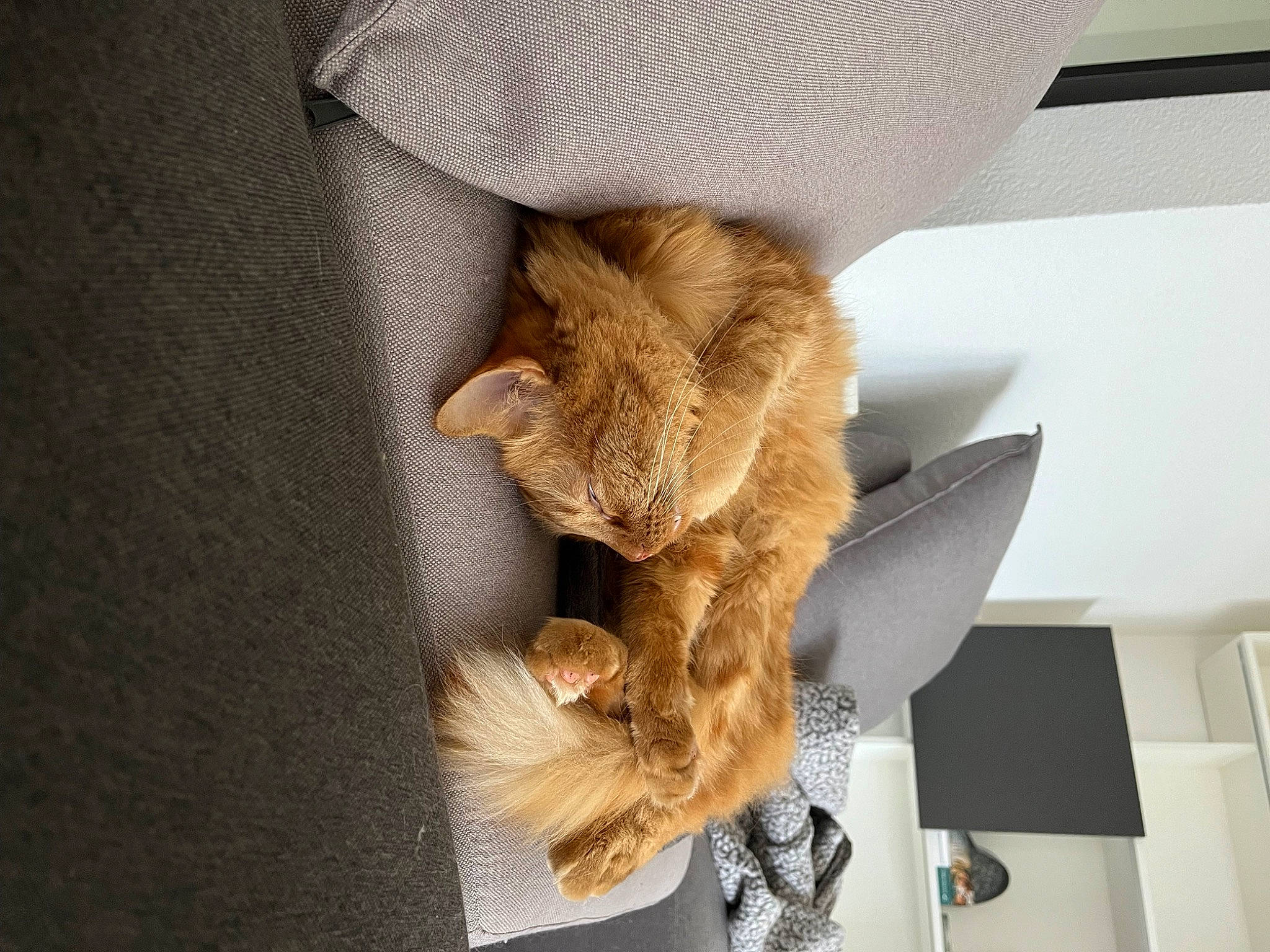 Marcel a rejoint le concours — aidez-le/la à gagner de superbes lots ! chair, comfort, domestic_short_haired_cat, fashion_accessory, fawn, feather, fedora, felidae, fur, hat, lampshade, linens, metal, room, small_to_medium_sized_cats, stuffed_toy, tail, whiskers, wing, wood