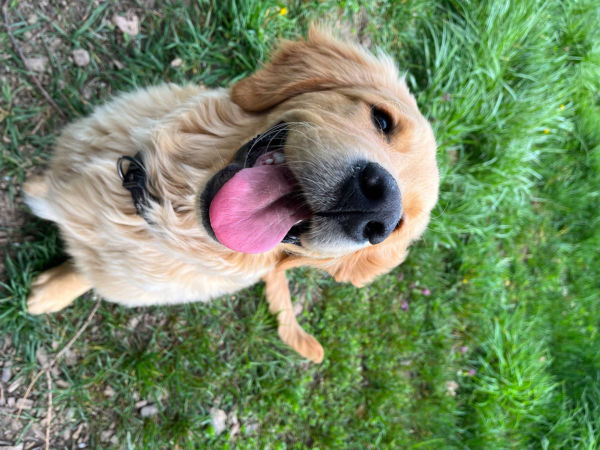 Gustave a rejoint le concours — aidez-le/la à gagner de superbes lots ! ancient_dog_breeds, canidae, carnivore, companion_dog, dog, dog_breed, fawn, fur, grass, paw, plant, puppy, retriever, snout, sporting_group, street_dog, terrestrial_animal, whiskers, wildlife, working_dog