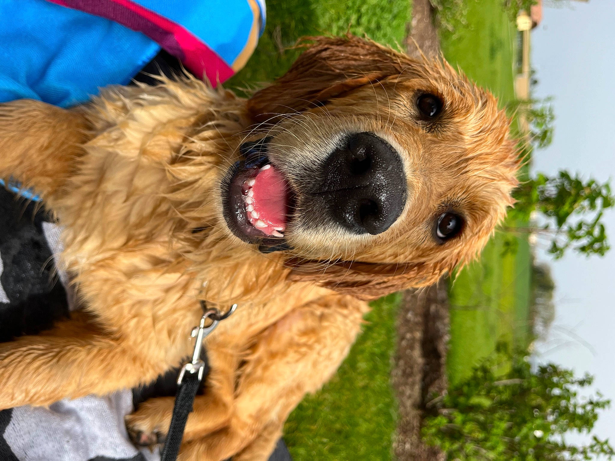 Gustave a rejoint le concours — aidez-le/la à gagner de superbes lots ! carnivore, collar, companion_dog, dog, dog_breed, dog_collar, dog_supply, fawn, fur, grass, hat, leash, liver, mammal, sky, snout, sporting_group, tree, vertebrate, working_animal