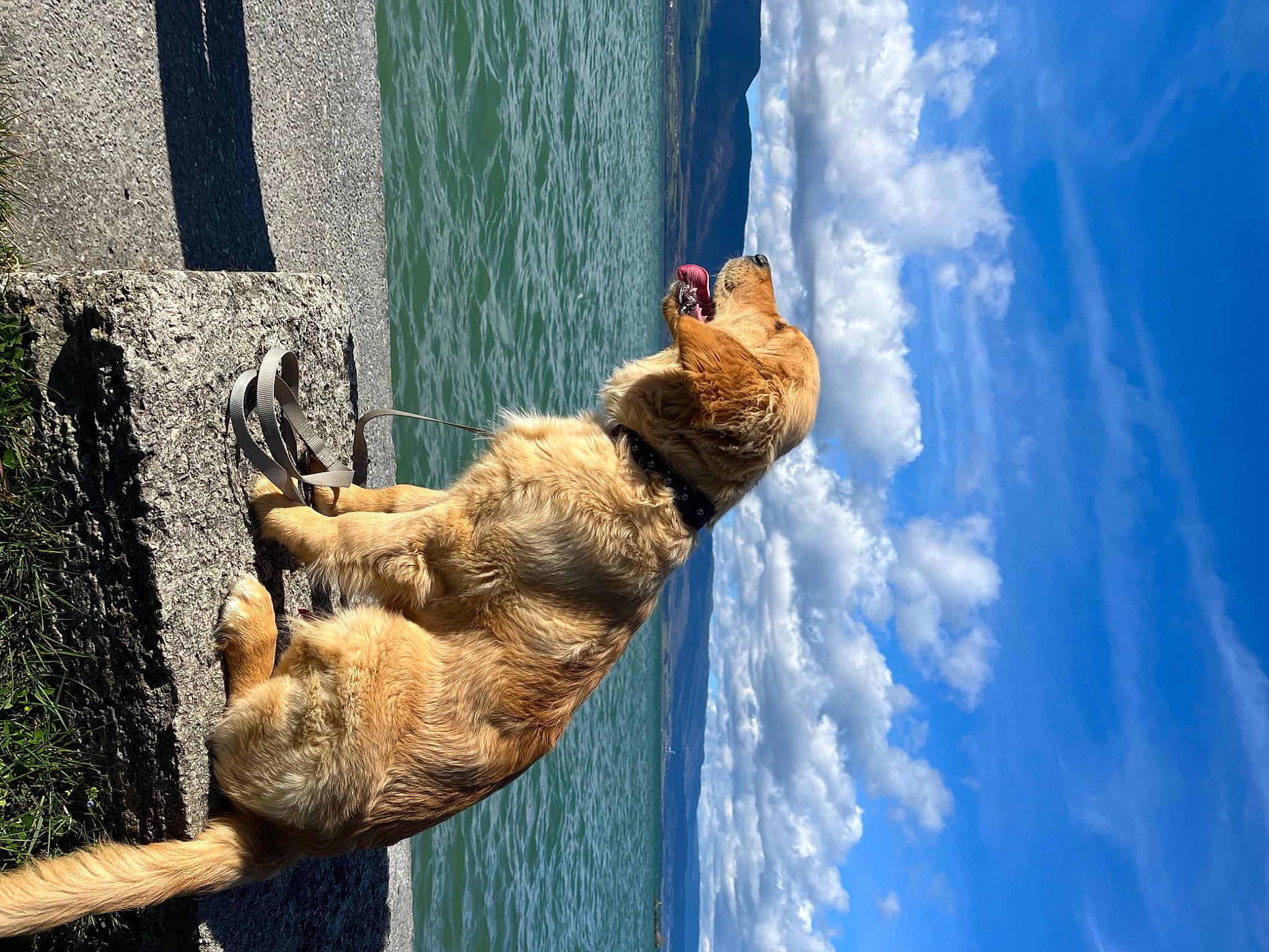 Gustave participe au concours pour gagner de l'argent avec cette photo : blue, canidae, carnivore, cloud, cumulus, fawn, lake, palm_tree, plant, sculpture, sky, snout, sporting_group, tail, tree, trunk, water, wildlife, window, wood
