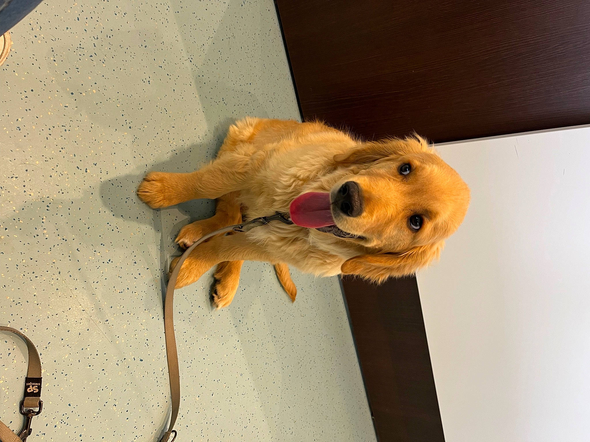 Gustave participe au concours pour gagner de l'argent avec cette photo : canidae, carnivore, companion_dog, concrete, dog, dog_breed, fawn, fur, sporting_group, stuffed_toy, toy, wood, working_animal