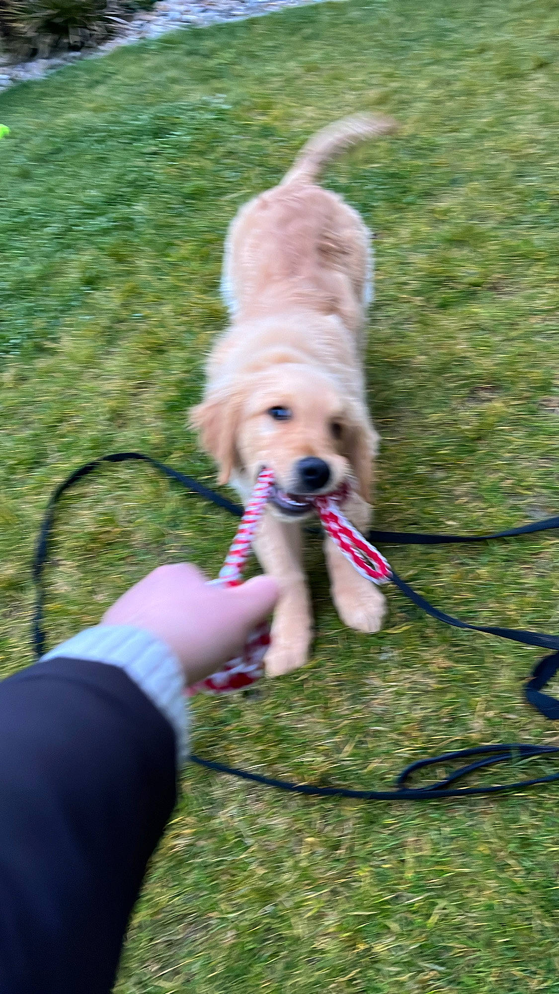 Gustave participe au concours pour gagner de l'argent avec cette photo : canidae, carnivore, collar, companion_dog, dog, dog_breed, dog_collar, dog_supply, dog_walking, fawn, fun, grass, leash, leisure, pet_supply, plant, recreation, sporting_group, toy, toy_dog