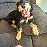 dog, pet, canine, black_and_tan, collar, tongue_out, happy, couch, indoor, fur, paw, sitting, looking_up, cozy, animal, friendly, companion, domestic, relaxed, furniture