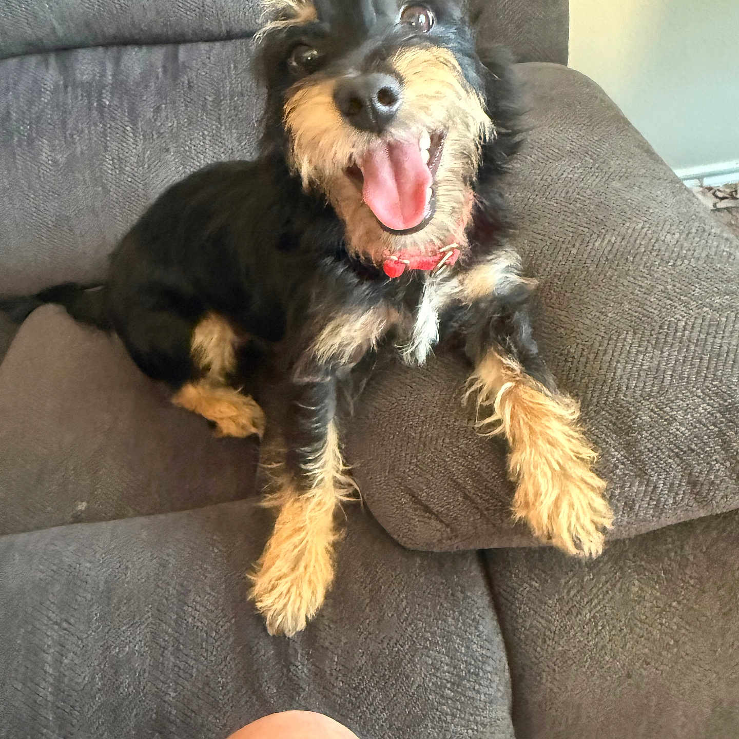 Teddy is registered to the contest to win money with this photo: dog, pet, canine, black_and_tan, collar, tongue_out, happy, couch, indoor, fur, paw, sitting, looking_up, cozy, animal, friendly, companion, domestic, relaxed, furniture