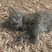 Tsuki a rejoint le concours — aidez-le/la à gagner de superbes lots ! adorable, animal, carpet, cat, close_up, cute, eyes, feline, fur, gray_cat, indoor, kitten, laying_down, paw, pet, playful, shaggy_rug, tongue_out, whiskers, young