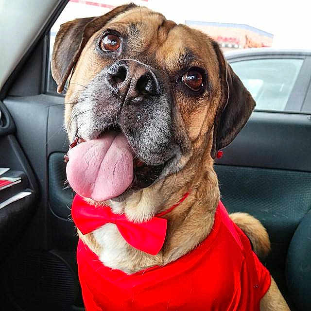 Bocephus