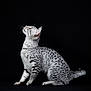 cat, silver_spotted, animal, pet, feline, sitting, looking_up, black_background, whiskers, ears, tail, fur, domestic_cat, side_view, portrait, alert, curious, studio_shot, isolated, beautiful