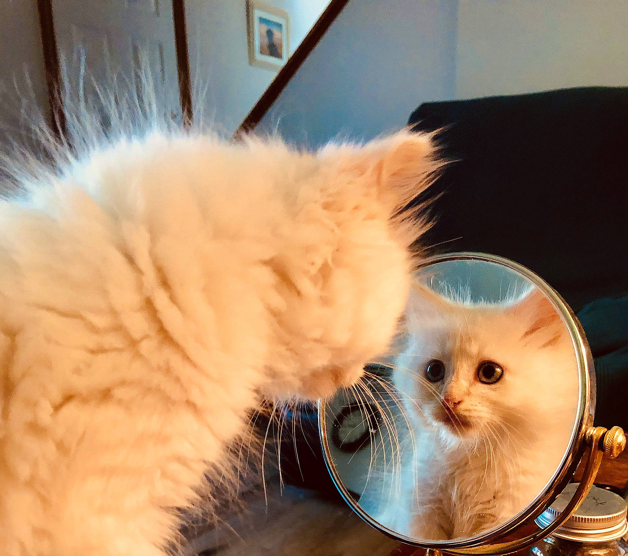 Emmett is registered to the contest to win money with this photo: box, carnivore, cat, cat_supply, claw, comfort, fawn, felidae, fur, paw, small_to_medium_sized_cats, snout, tail, whiskers