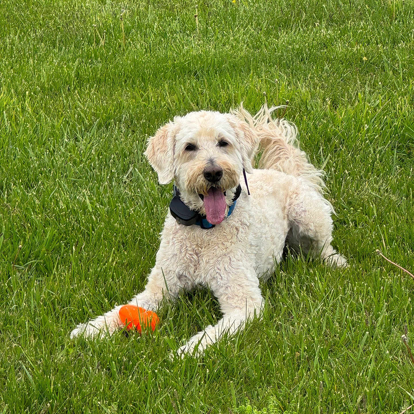 Cappy joined the competition — help win amazing prizes! animal, ball, canine, collar, cute, daytime, dog, friendly, fur, grass, green, happy, laying, nature, outdoor, pet, playful, summer, tongue, tongue_out