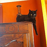 Pti Noir participe au concours pour gagner de l'argent avec cette photo : animal, black_cat, calm, cat, cozy, curious, domestic_cat, feline, furniture, household, indoor, interior, lazy, orange_paint, orange_wall, paw, pet, relaxed, resting, wooden_cabinet