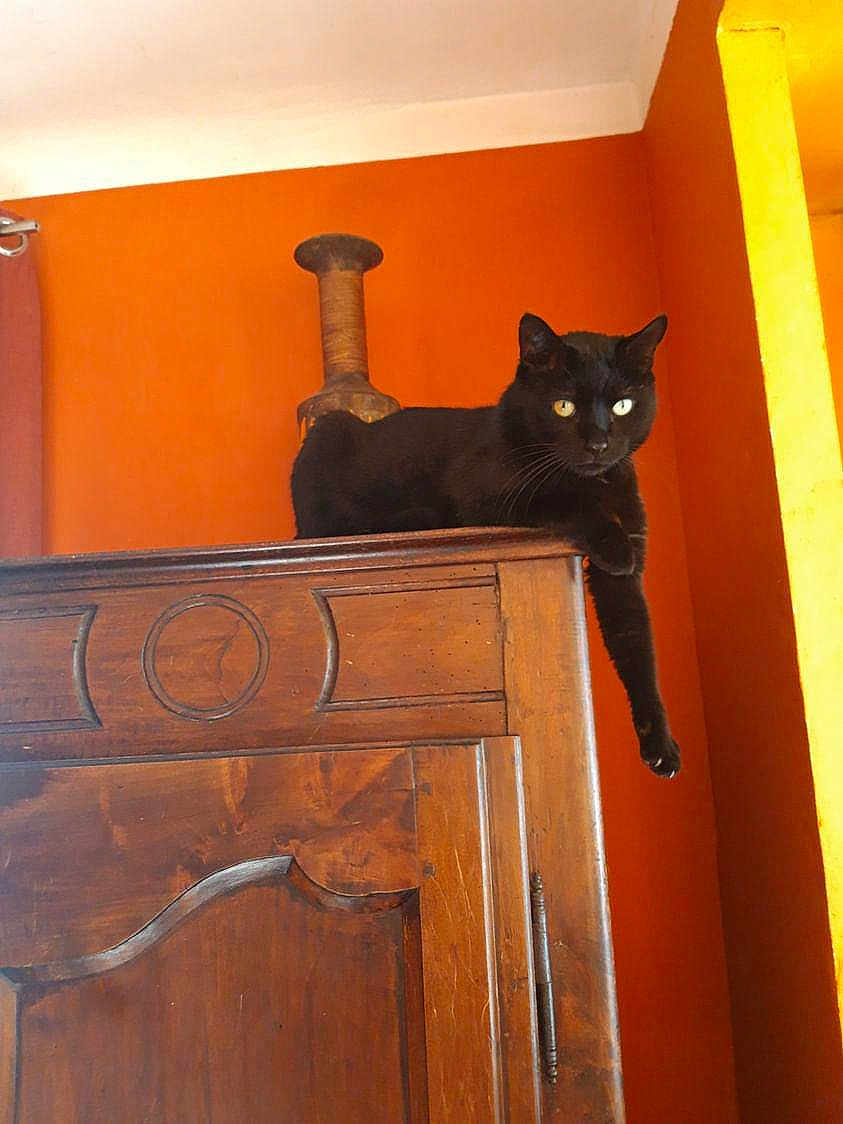 Pti Noir participe au concours pour gagner de l'argent avec cette photo : animal, black_cat, calm, cat, cozy, curious, domestic_cat, feline, furniture, household, indoor, interior, lazy, orange_paint, orange_wall, paw, pet, relaxed, resting, wooden_cabinet