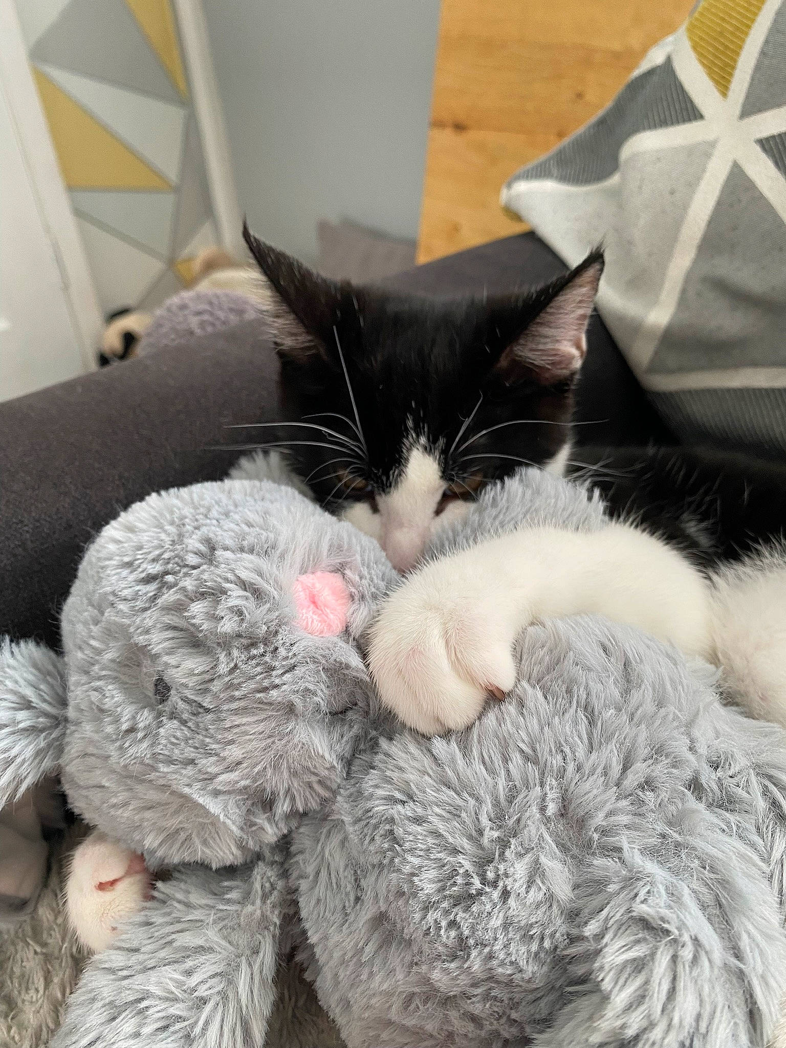 Bobby is registered to the contest to win money with this photo: carnivore, cat, cat_bed, claw, comfort, domestic_short_haired_cat, ear, felidae, fur, nap, paw, sleep, small_to_medium_sized_cats, snout, tail, thread, whiskers, wool