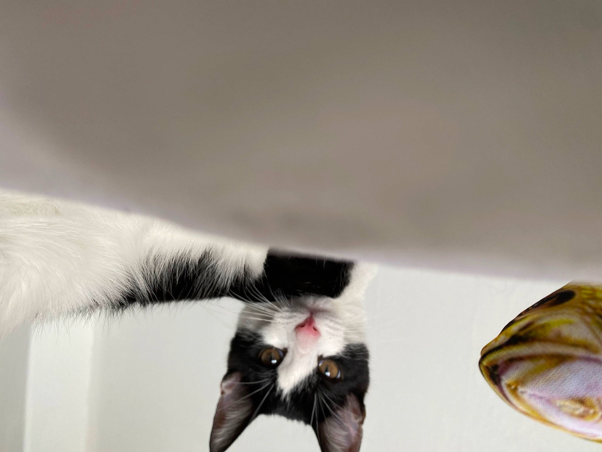 Bobby is registered to the contest to win money with this photo: canidae, carnivore, cat, claw, domestic_short_haired_cat, fashion_accessory, feather, felidae, fur, gesture, linens, macro_photography, monochrome_photography, paw, petal, small_to_medium_sized_cats, still_life_photography, tail, whiskers, wing