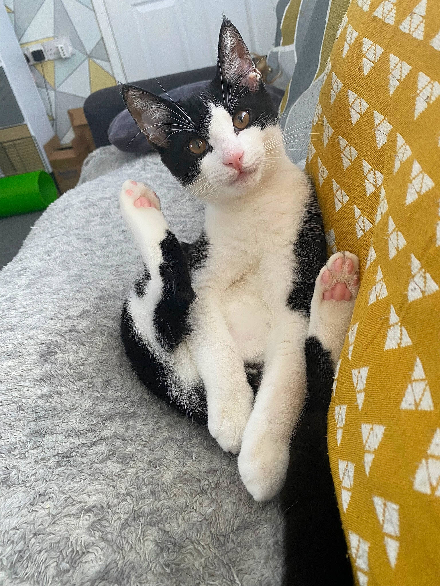 Bobby is registered to the contest to win money with this photo: carnivore, cat, claw, comfort, domestic_short_haired_cat, felidae, fur, nap, paw, sitting, small_to_medium_sized_cats, snout, tail, whiskers