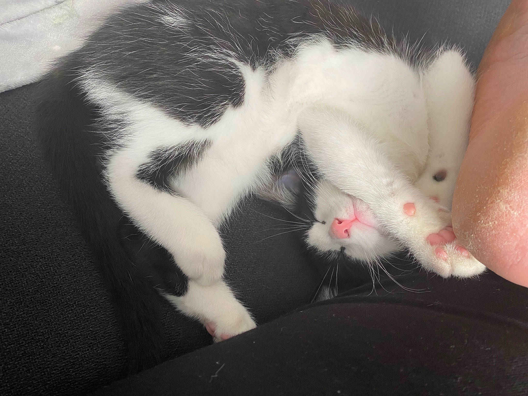 Bobby joined the competition — help win amazing prizes! carnivore, cat, claw, comfort, domestic_short_haired_cat, felidae, flesh, foot, fur, gesture, human_leg, nail, nap, paw, sleep, small_to_medium_sized_cats, snout, tail, terrestrial_animal, whiskers