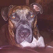 Snickers is registered to the contest to win money with this photo: dog, brindle, close_up, indoor, pet, animal, face, ears, eyes, snout, portrait, canine, looking_at_camera, furniture, home, living_room, domestic_animal, mammal, companion, house