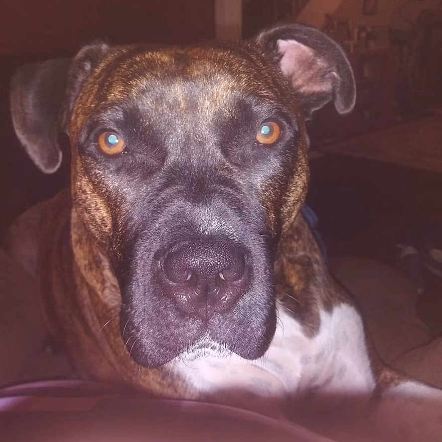 Snickers is registered to the contest to win money with this photo: dog, brindle, close_up, indoor, pet, animal, face, ears, eyes, snout, portrait, canine, looking_at_camera, furniture, home, living_room, domestic_animal, mammal, companion, house
