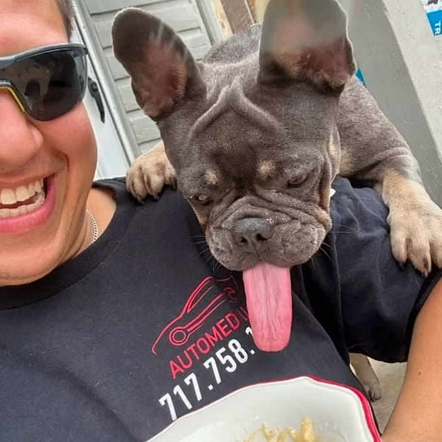 Chloe is registered to the contest to win money with this photo: person, dog, french_bulldog, tongue_out, sunglasses, smiling, bowl, food, porch, stairs, door, happy, pet, outdoor, casual, black_shirt, short_hair, playful, animal, companion