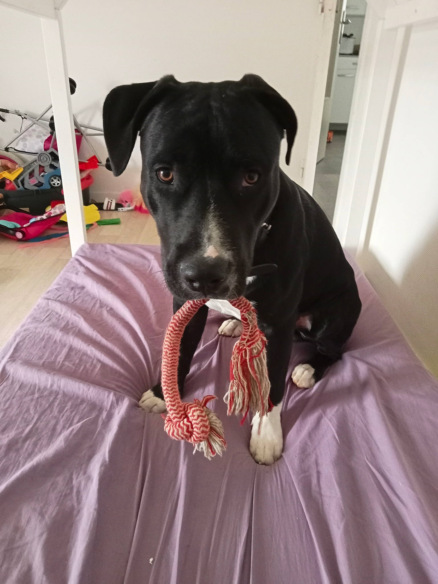 Rex a rejoint le concours — aidez-le/la à gagner de superbes lots ! canidae, carnivore, comfort, companion_dog, dog, dog_breed, dog_supply, fawn, fur, guard_dog, linens, personal_protective_equipment, pinscher, sleeve, snout, sporting_group, toy_dog, whiskers, working_animal, working_dog