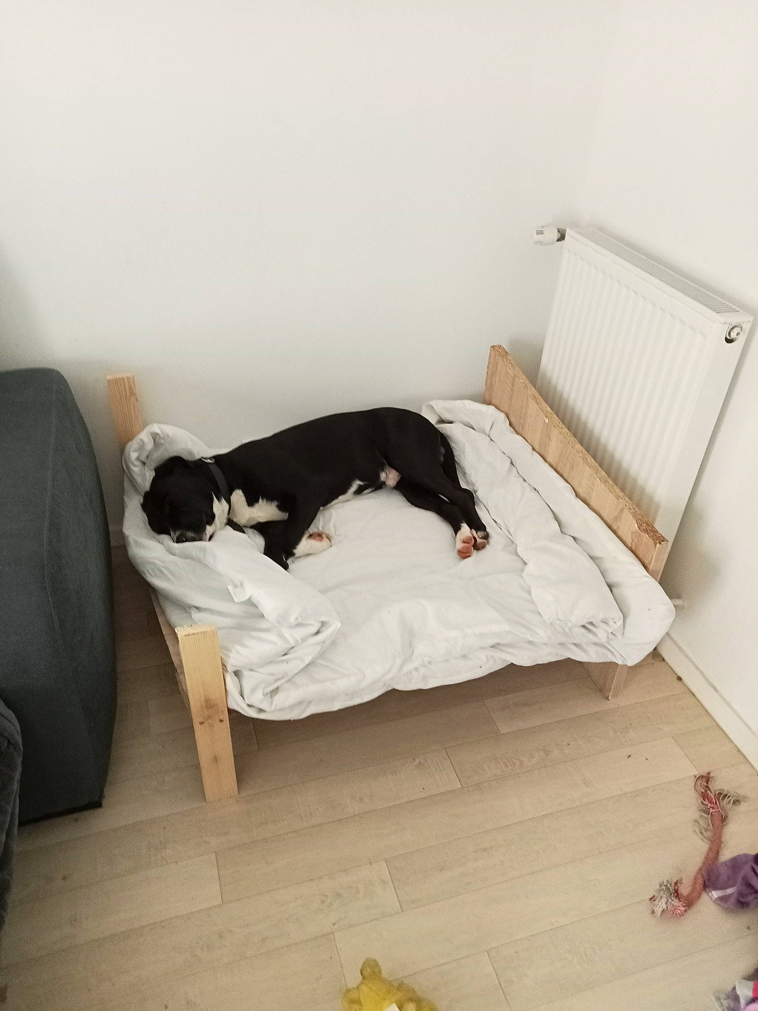 Rex a rejoint le concours — aidez-le/la à gagner de superbes lots ! bedding, brown, canidae, carnivore, comfort, companion_dog, dog, dog_breed, floor, flooring, hardwood, laminate_flooring, linens, rectangle, room, sporting_group, tints_and_shades, toy, wood, wood_flooring